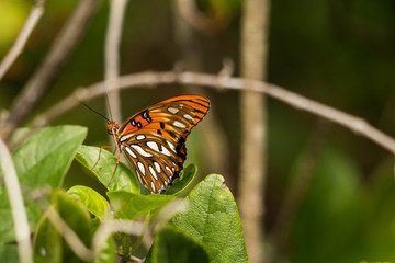Butterfly on leaf