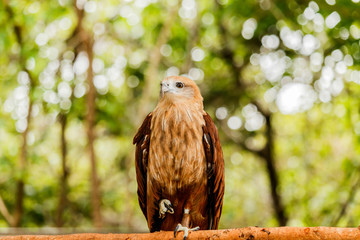 Close up portrait of a red tailed hawk .