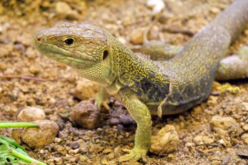 Portrait de reptile