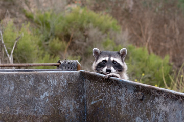 Racoon looking for something to eat in a dumpster