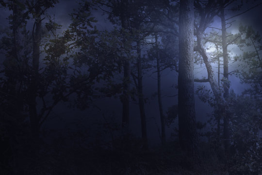 Fototapeta Full moon rises over a forest on a misty night