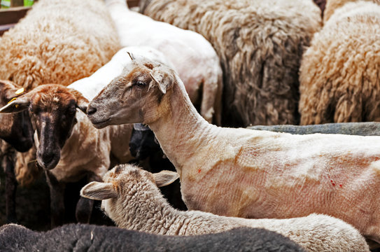 Schafherde, Schafe geschoren und ungeschoren