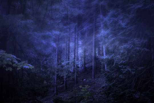 Fototapeta Foggy woods at dusk