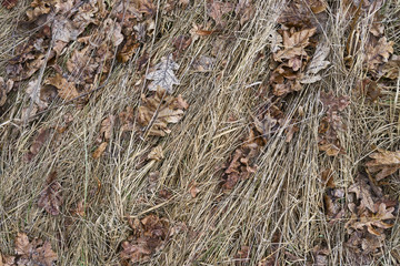 Hay dry grass background