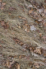Hay dry grass background