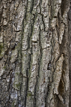 Oak bark texture. Tree bark background. Texture of tree bark.
