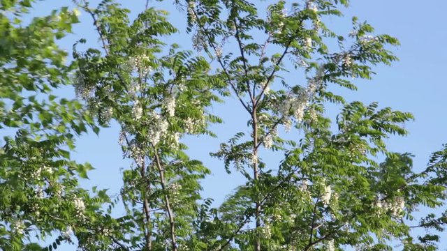 Flowering acacia swings in a gusty wind