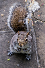 grey squirrel in london