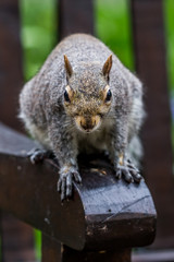 grey squirrel in london
