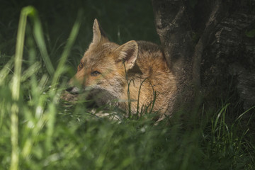 A fox hidden between the grass of the undergrowth