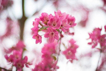 Pink flower blossom