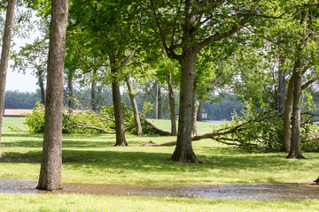 storm damage trees down flooding