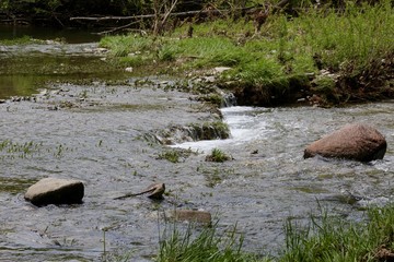 The flowing creek in the forest.