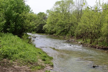 The creek in the forest.