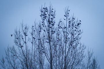 Fototapeta na wymiar Birds in a Tree