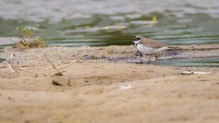 Flussregenpfeifer (Charadrius dubius) steht am Ufer des Gewässers