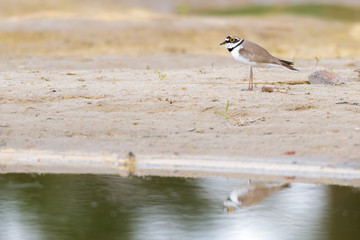 Flussregenpfeifer (Charadrius dubius) in seinem Brutgebiet