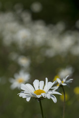 Oxeye daisies (Leucanthemum vulgare)