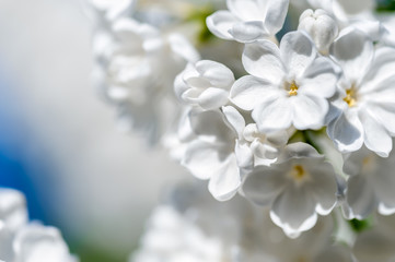 White lilac blossoms