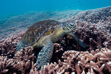 Obraz na płótnie Canvas turtle on coral reef in blue water