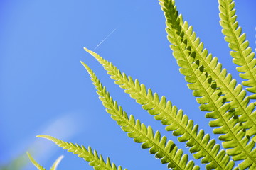 Grünes Blatt von der Sonne angestrahlt vor blauem Himmel