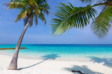 Naklejka na ściany i meble Maldives tropical beach with coconut palms and sea view