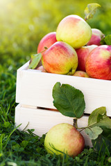 Apples in wooden crate in garden