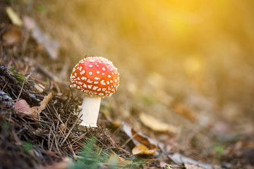 Fly agaric at the forest