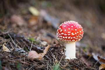 Fly agaric at the forest