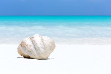 White seashell in pristine maldives beach