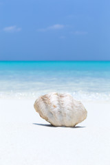 White seashell in pristine maldives beach