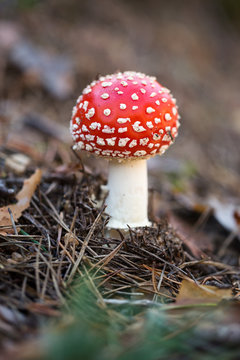 Fly agaric at the forest