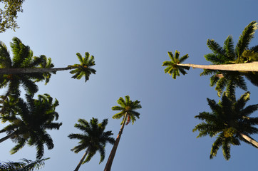 Brazil, City of Rio, View of the Botanical Garden