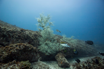 Fototapeta na wymiar underwater coral tree queensland