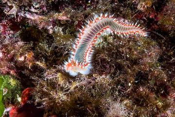 fireworm macro underwater malta
