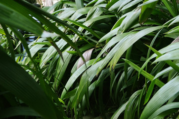 Green leaves. Nature background