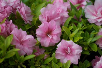 Pink Flowers in Spring