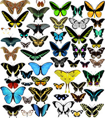 big vector set of butterflies of world