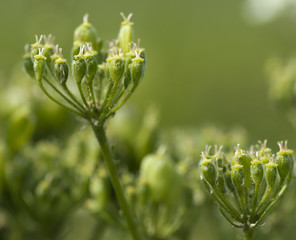 cow parsley (Anthriscus sylvestris)  seed heads
