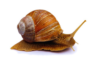 Garden snail isolated on white background. Burgundy snail (Helix, Roman snail, edible snail, escargot) Snails provide an easily harvested source of protein to many people around the world.