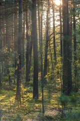 Pine forest in autumn at sunset. The sun's rays through the trees. The shadows on the ground. Vertical picture.