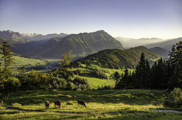 Fototapeta na wymiar Swiss Alps with cows 