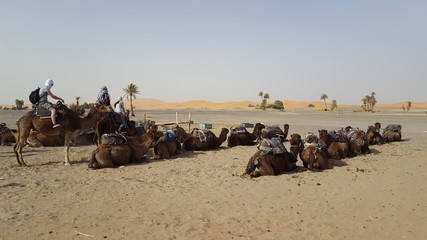 Fototapeta premium Maroc
