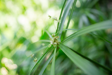green leaf in nature, nature background