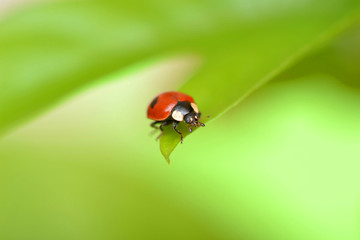 Ladybug on a green leaf in the grass, close-up ladybug