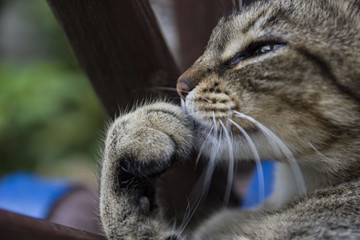 Grey cat with stripes licking paws