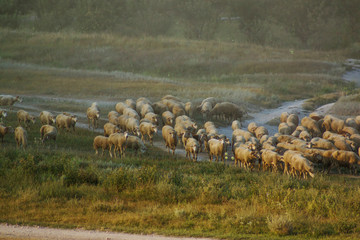 Flock of sheep in the early morning