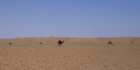 Fototapeta na wymiar iran desert view