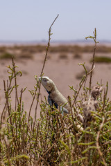 iran desert view lizard in bushes
