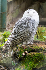 Snow Owl